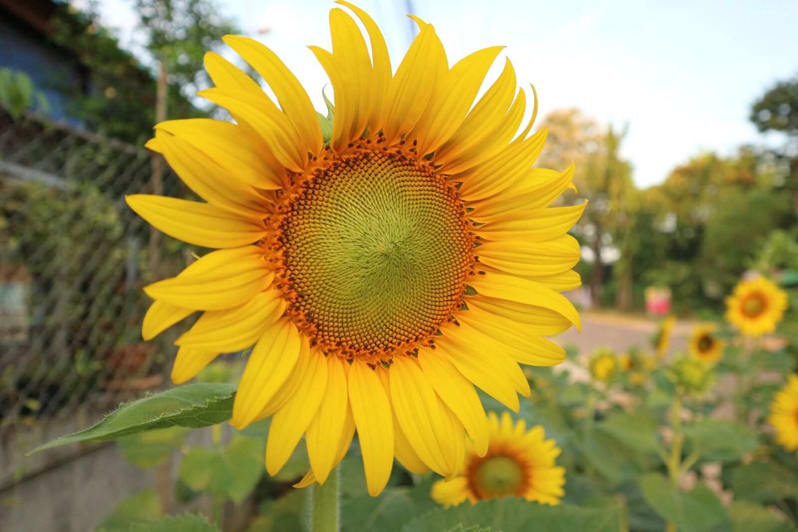 Canon EOS M10 sample photo. Sunflower, yellow, flowers photography