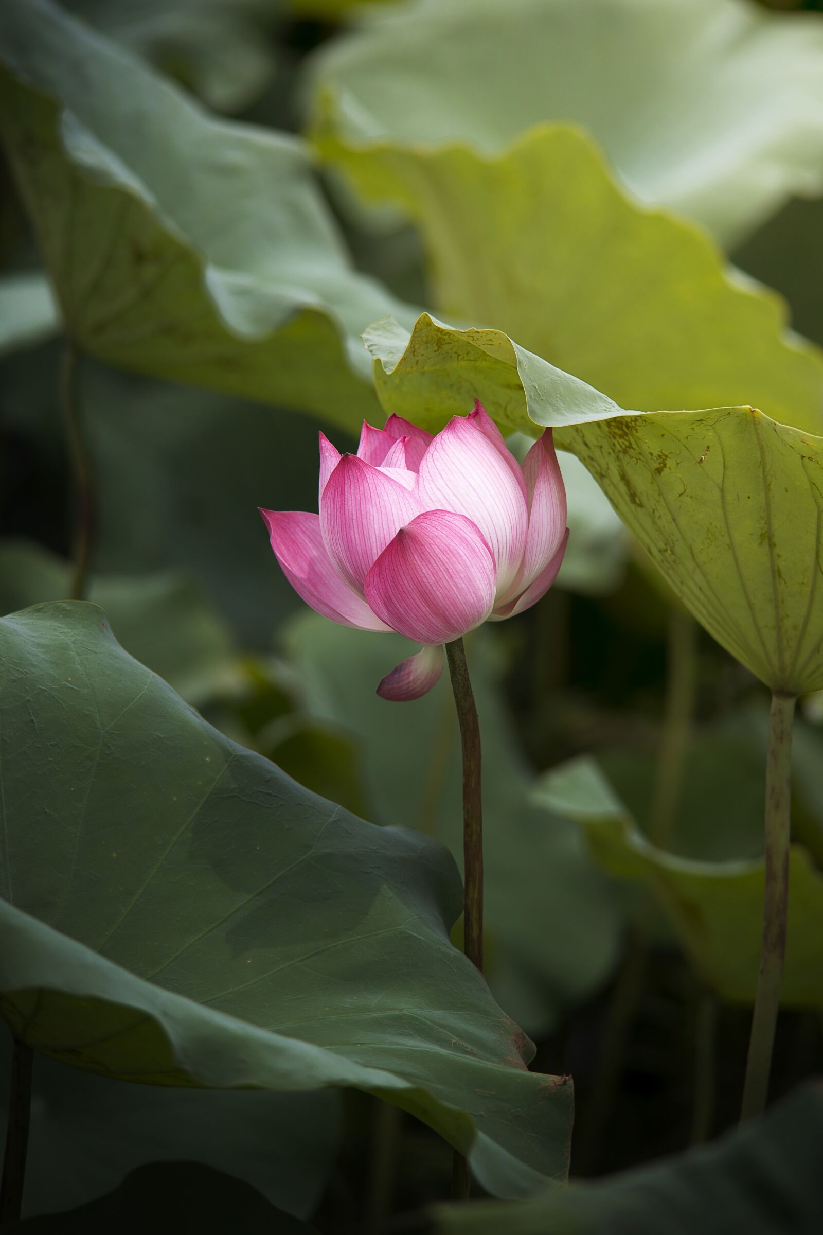 Nikon D800 sample photo. Lotus, flower, nature photography