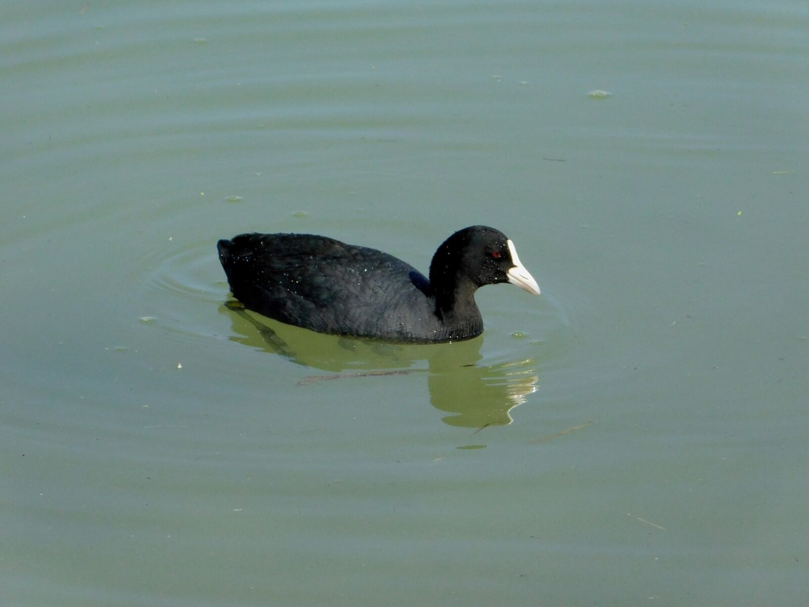 Nikon Coolpix B500 sample photo. Coot, wildlife, bird photography