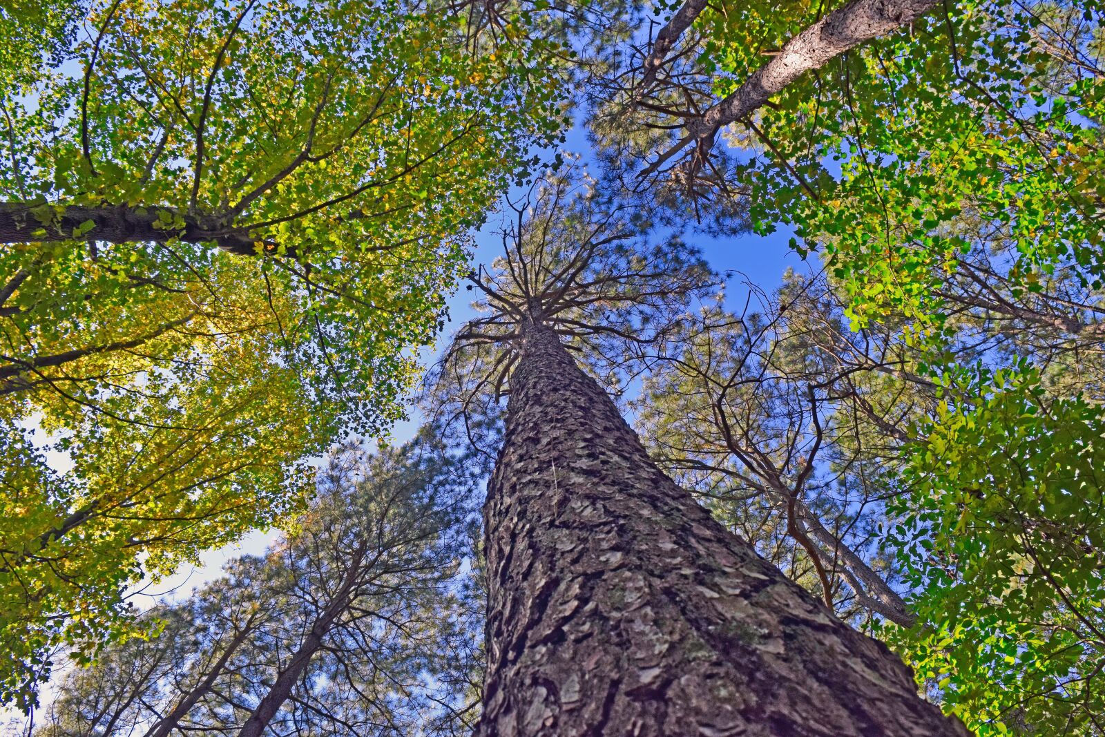 Nikon D3300 sample photo. Forest, trees, branches photography