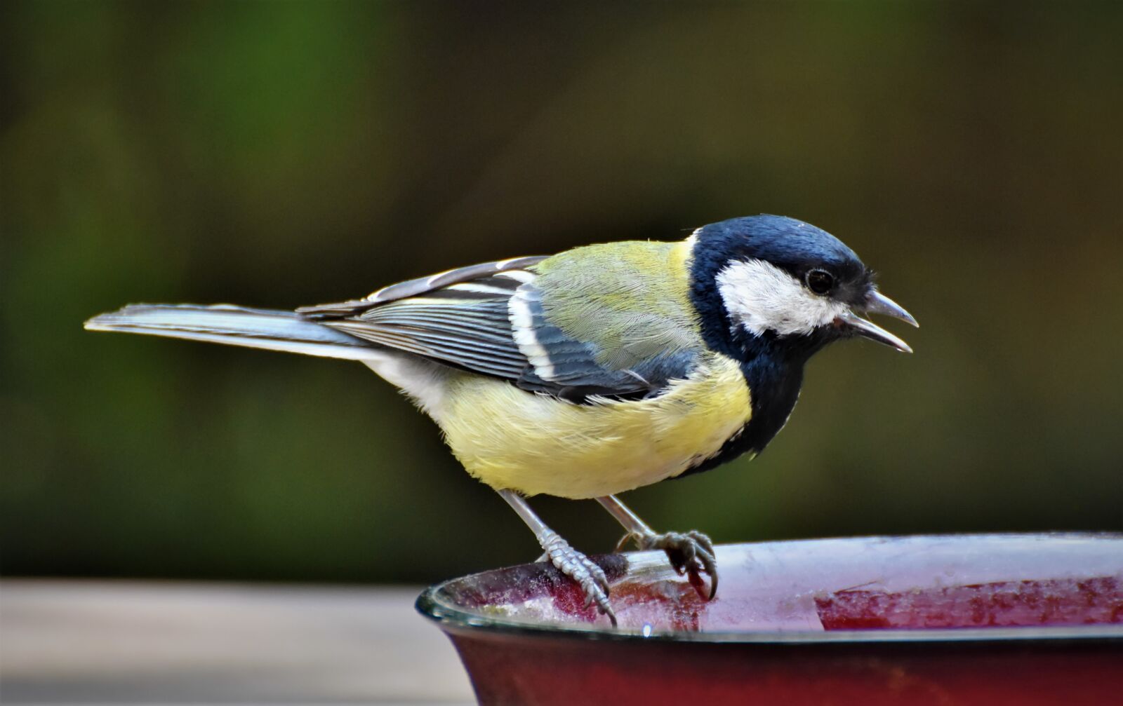 Nikon D7200 sample photo. Tit, songbird, bird bath photography
