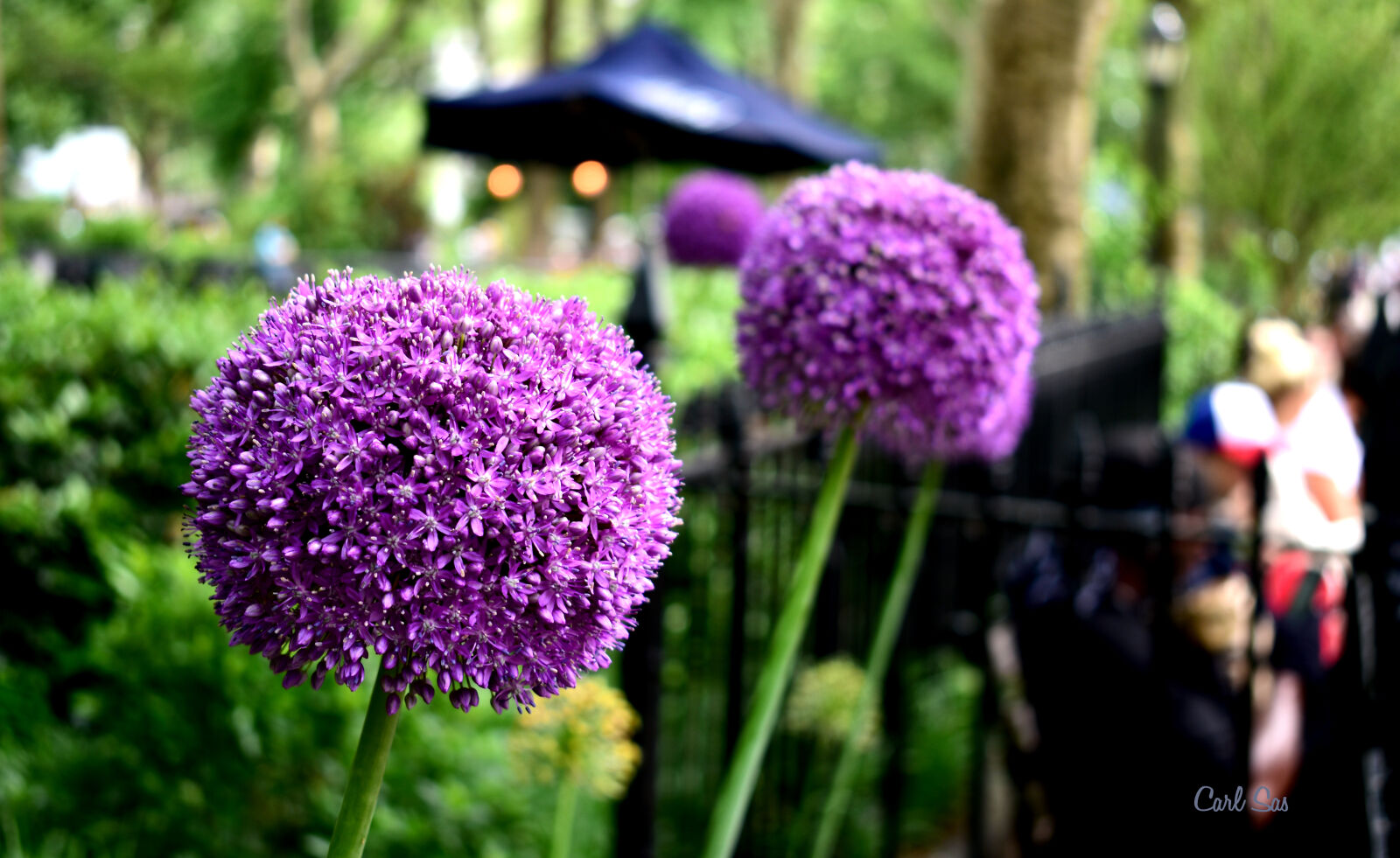Nikon D3400 sample photo