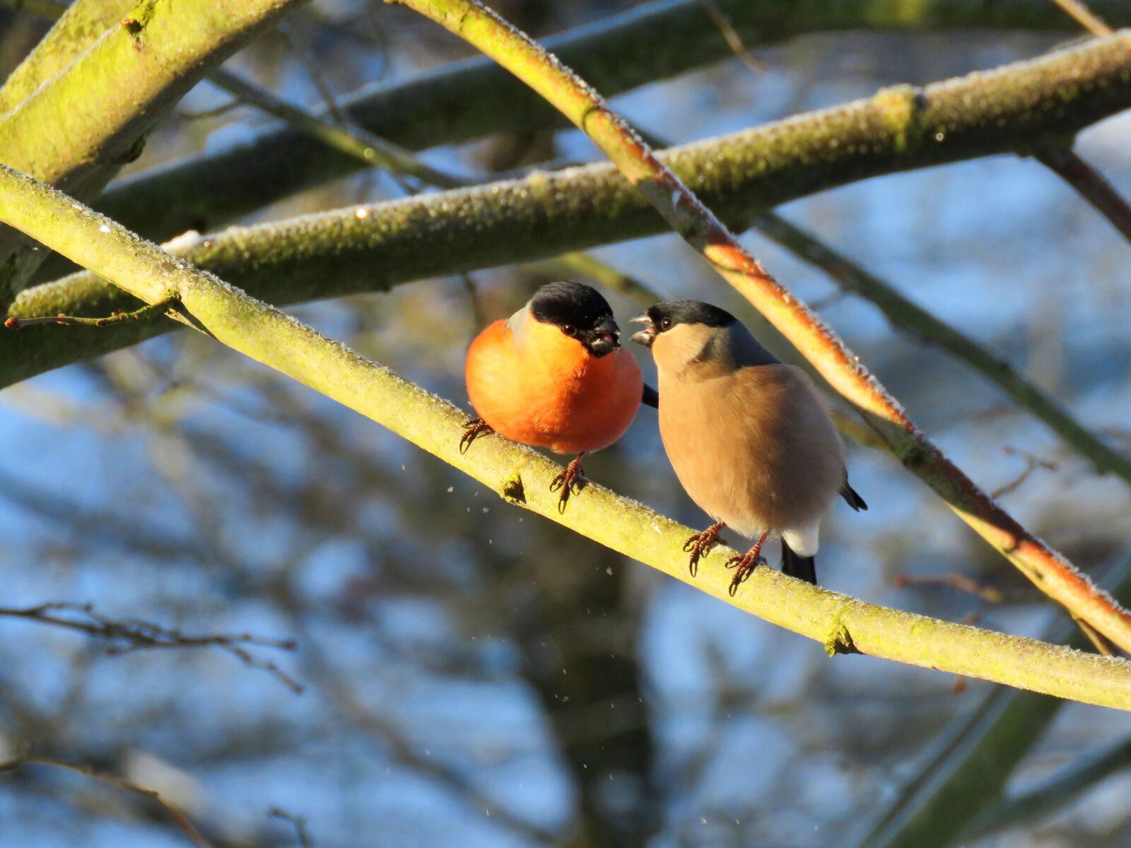 Canon PowerShot SX60 HS sample photo. Bullfinch, gimpel, couple photography