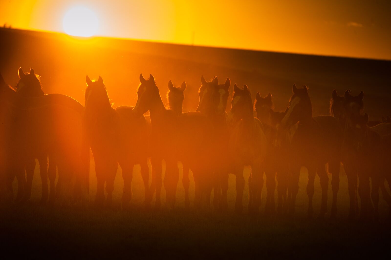 Nikon D700 sample photo. Horses, mare, horse photography