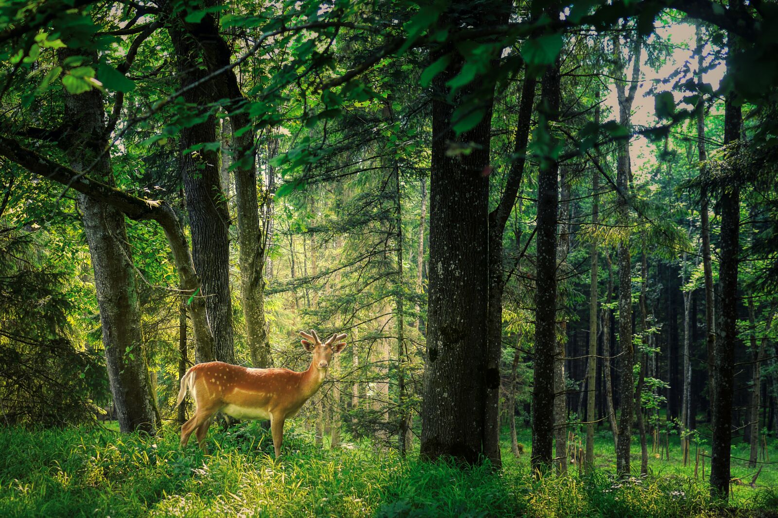 Panasonic Lumix DMC-G5 sample photo. Roe deer, hirsch, wildlife photography
