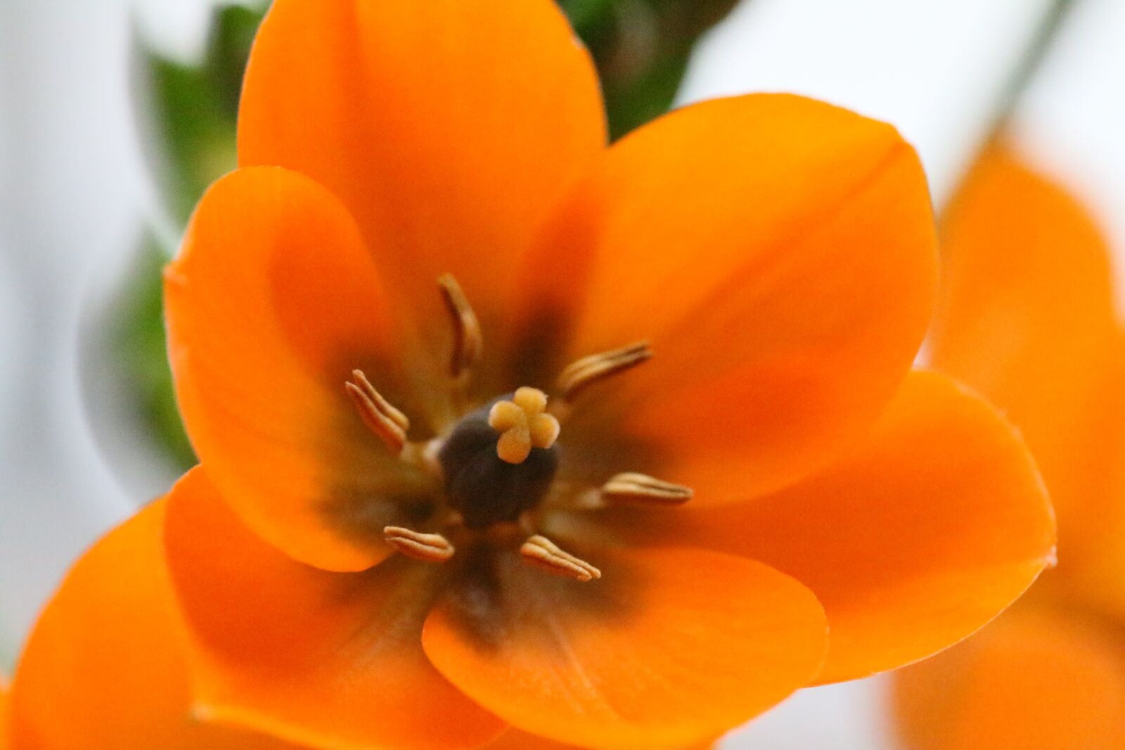 Canon EOS 70D + Canon EF 100mm F2.8 Macro USM sample photo. Blossom, bloom, orange photography