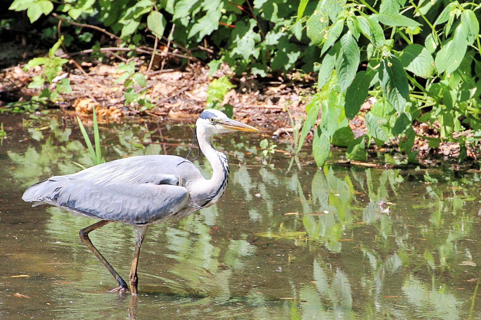 Canon EOS 600D (Rebel EOS T3i / EOS Kiss X5) sample photo. Grey heron, heron, eastern photography