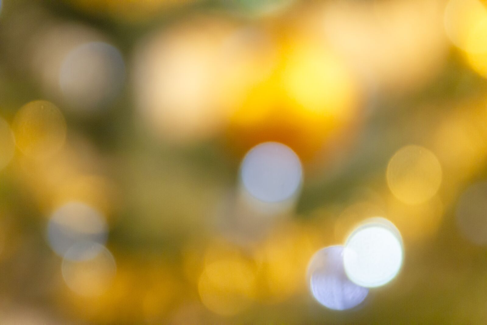 Canon EOS 7D sample photo. Bokeh, wallpaper, background photography