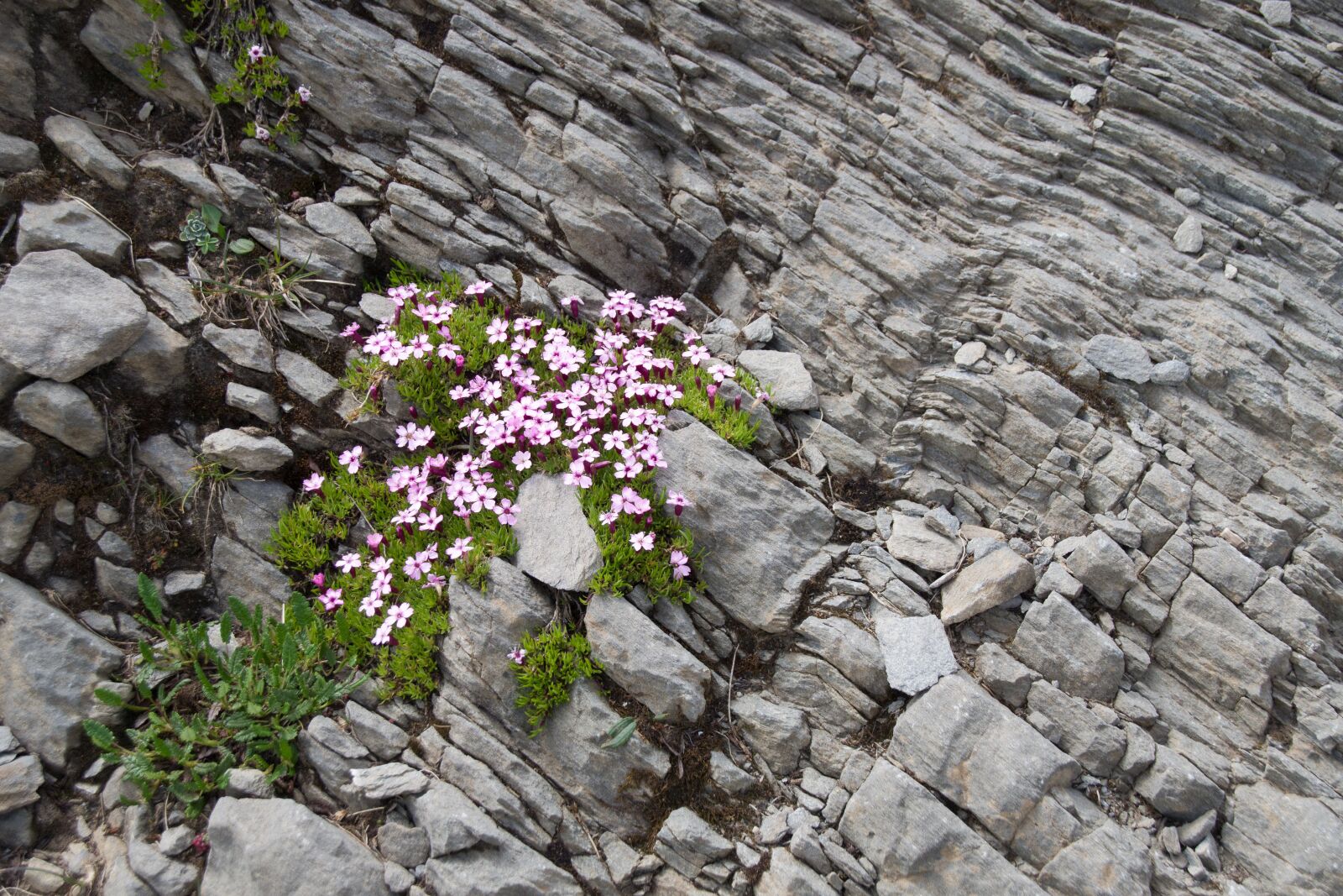 Pentax K-S2 sample photo. Roche, pierre, nature photography