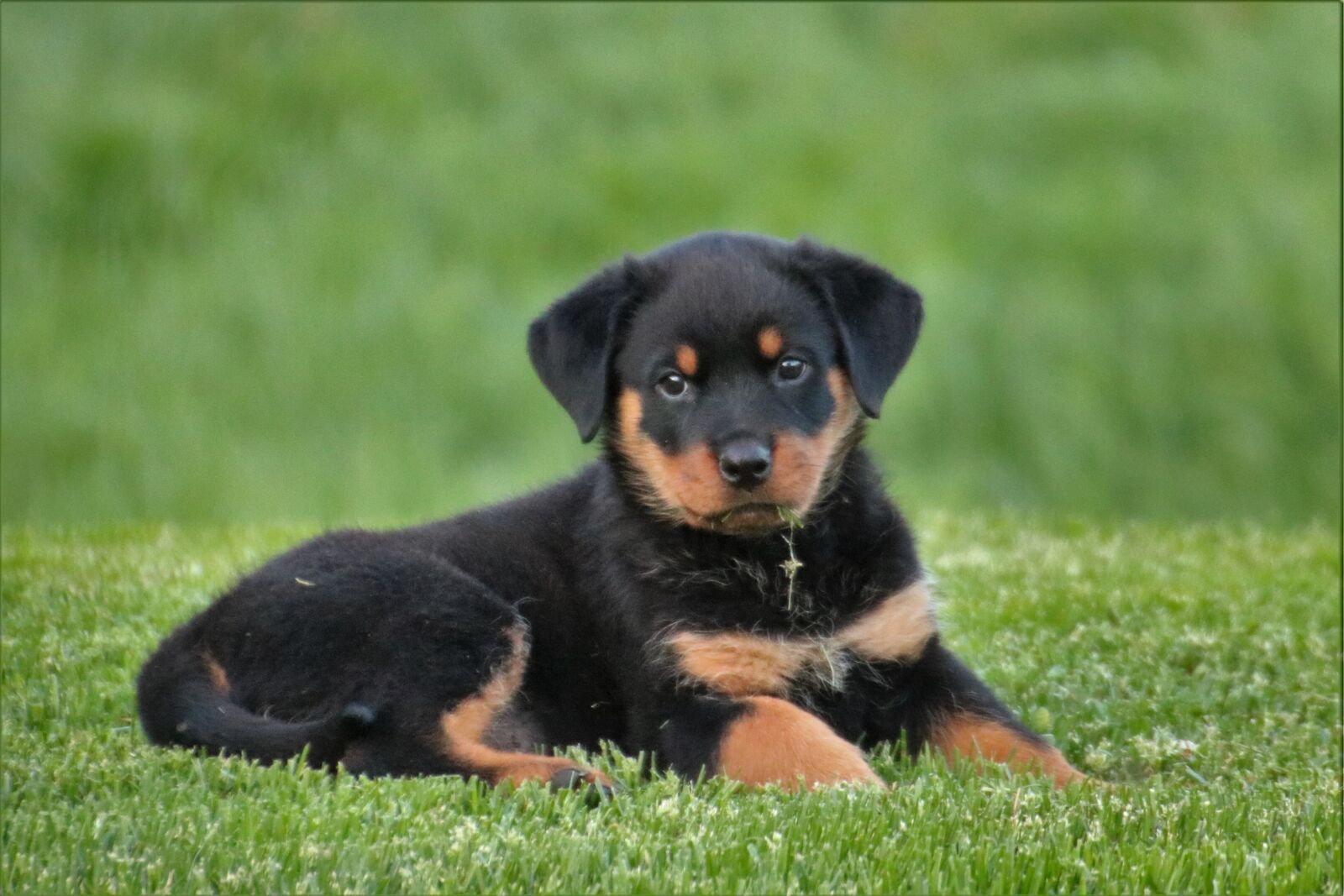 Canon EOS 750D (EOS Rebel T6i / EOS Kiss X8i) sample photo. Rottweiler, dog, puppy photography