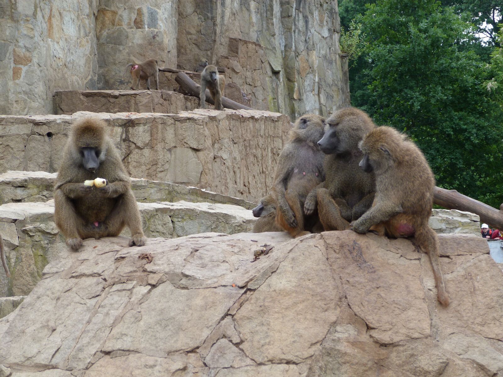 Panasonic Lumix DMC-FZ40 (Lumix DMC-FZ45) sample photo. Animal, zoo, wild animal photography