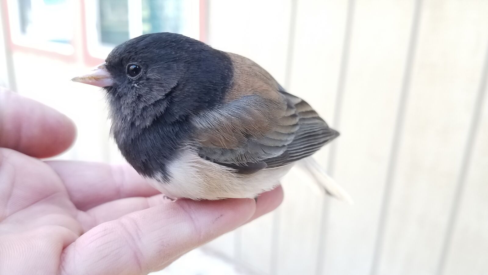 Samsung Galaxy S7 sample photo. Dark-eyed junco, bird, bird photography