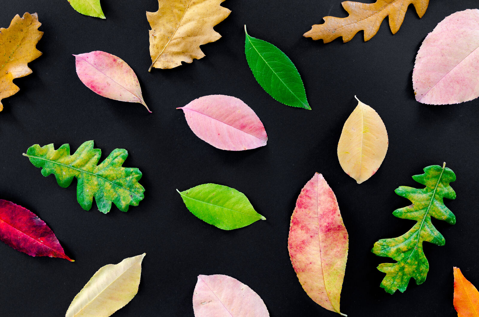 Nikon D5100 sample photo. Autumn, dry, fall, foliage photography