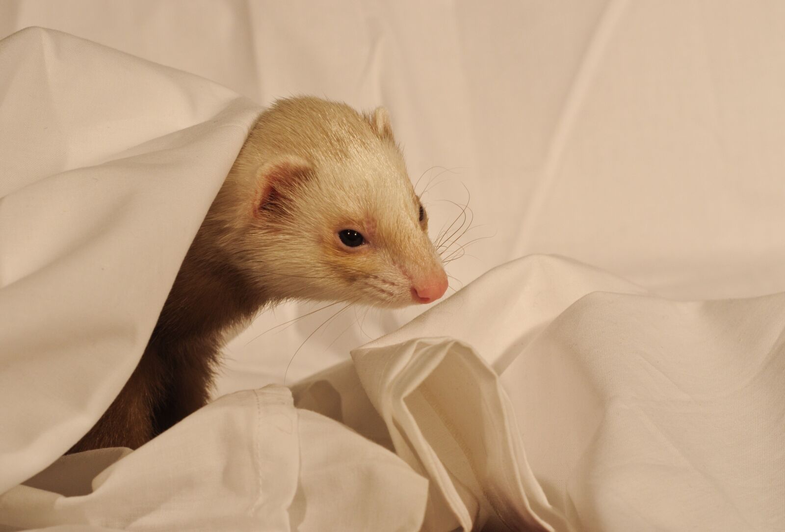 Nikon D300 sample photo. Ferret, white sheet, domestic photography
