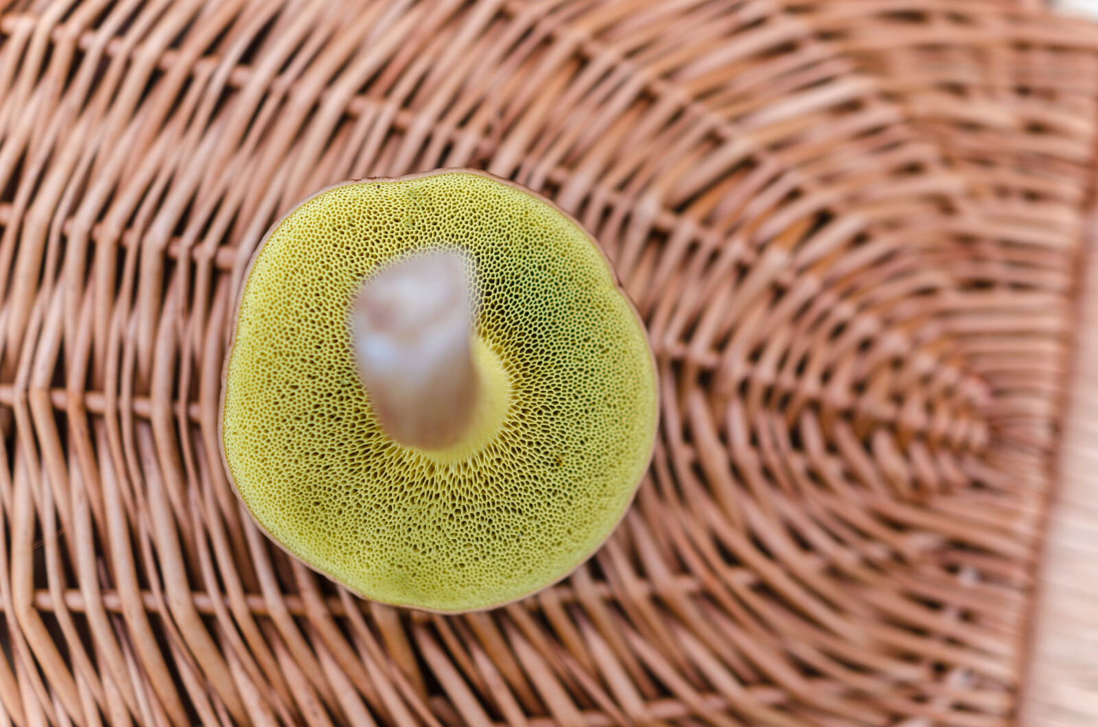 Nikon D5100 sample photo. Basket, boletus, detail, fungus photography