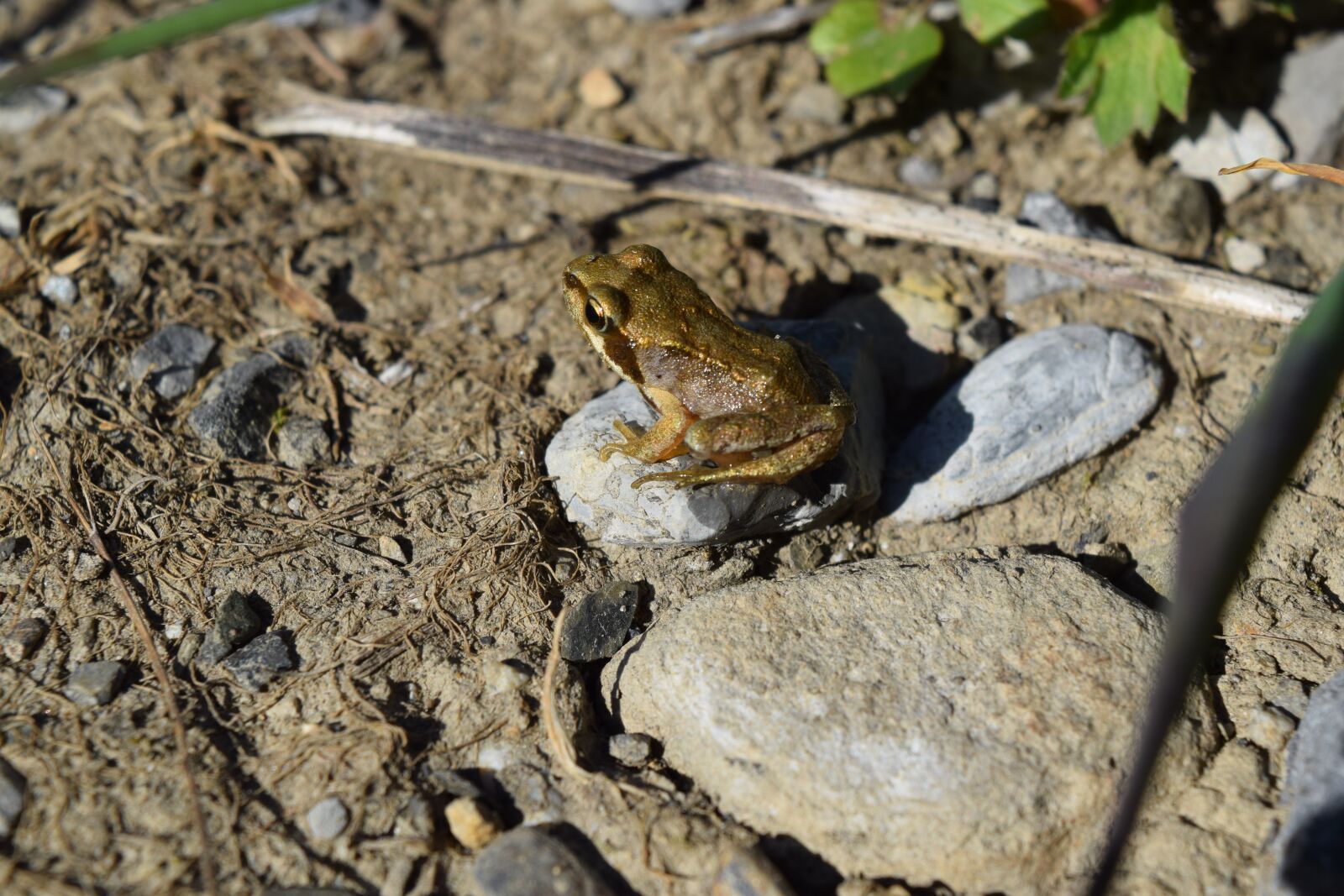 Nikon D3300 sample photo. Frog, toad, amphibian photography