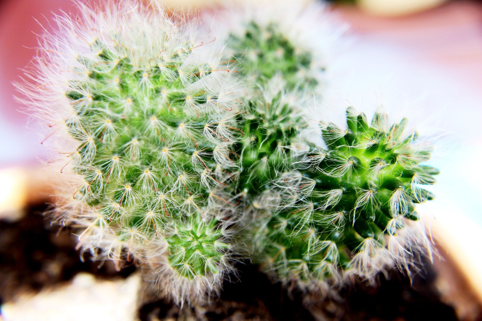 Canon EOS 700D (EOS Rebel T5i / EOS Kiss X7i) sample photo. Plant, nature, flower photography