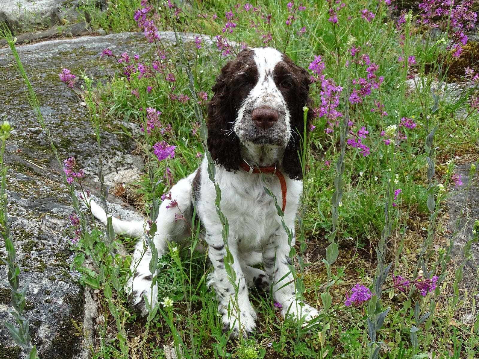 Sony Cyber-shot DSC-HX400V sample photo. English springer spaniel, dog photography