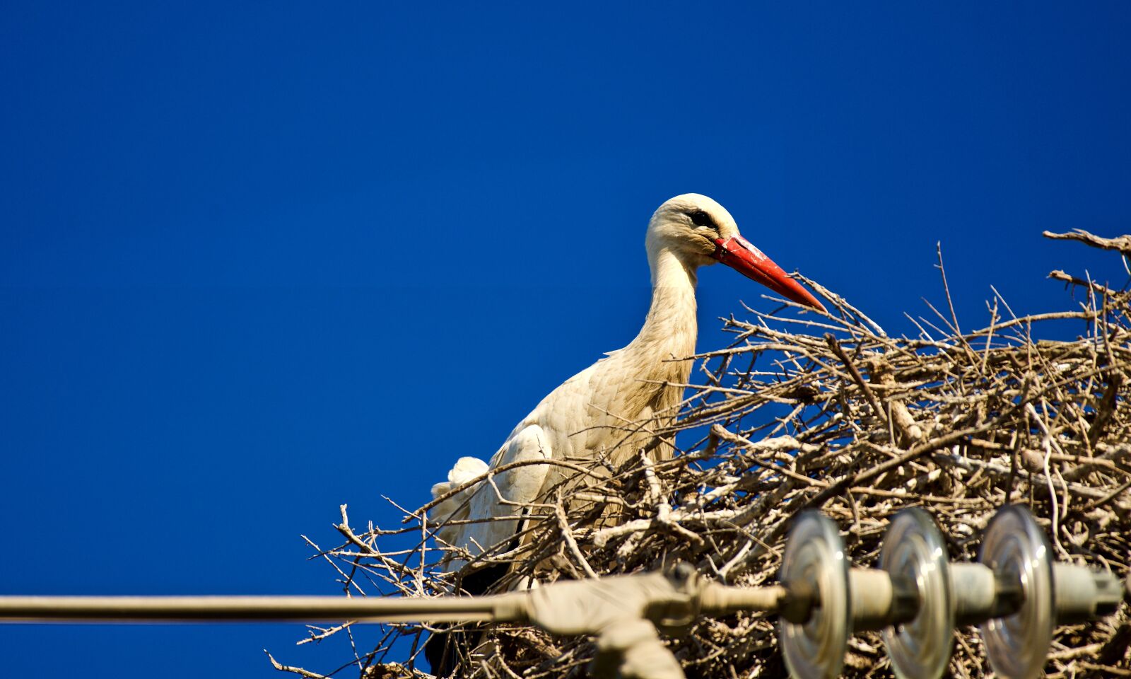 Nikon D810 sample photo. Nature, stork photography