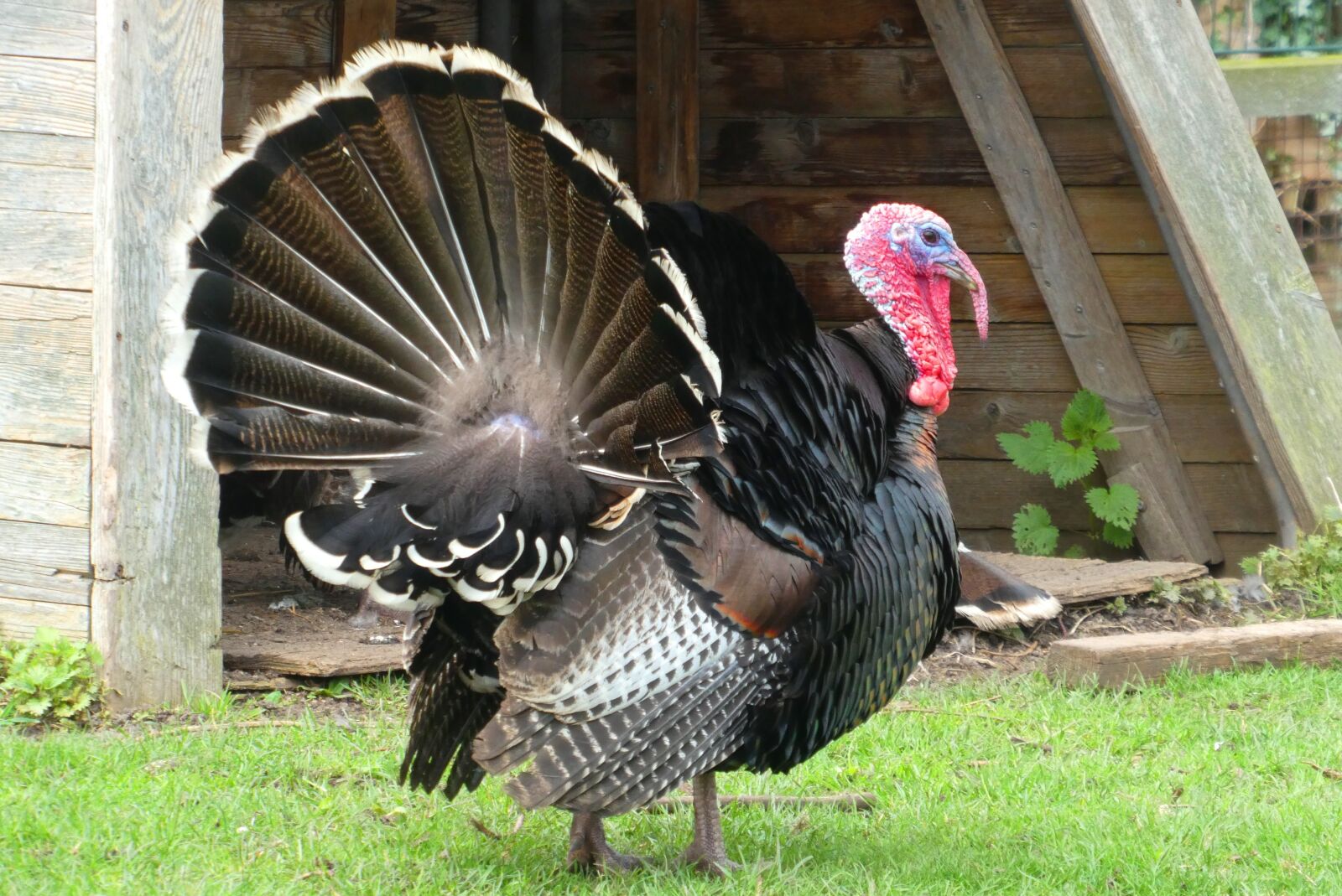 Panasonic Lumix DC-ZS70 (Lumix DC-TZ90) sample photo. Turkey, feathers, petting photography