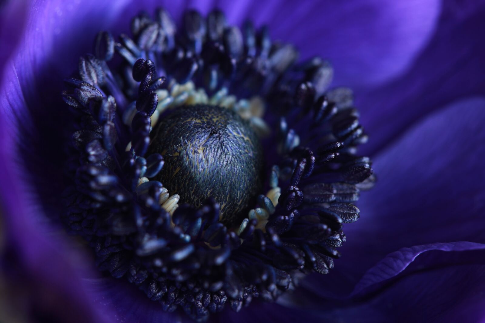 Canon EOS 5D Mark II sample photo. Blue, anemone, flower photography