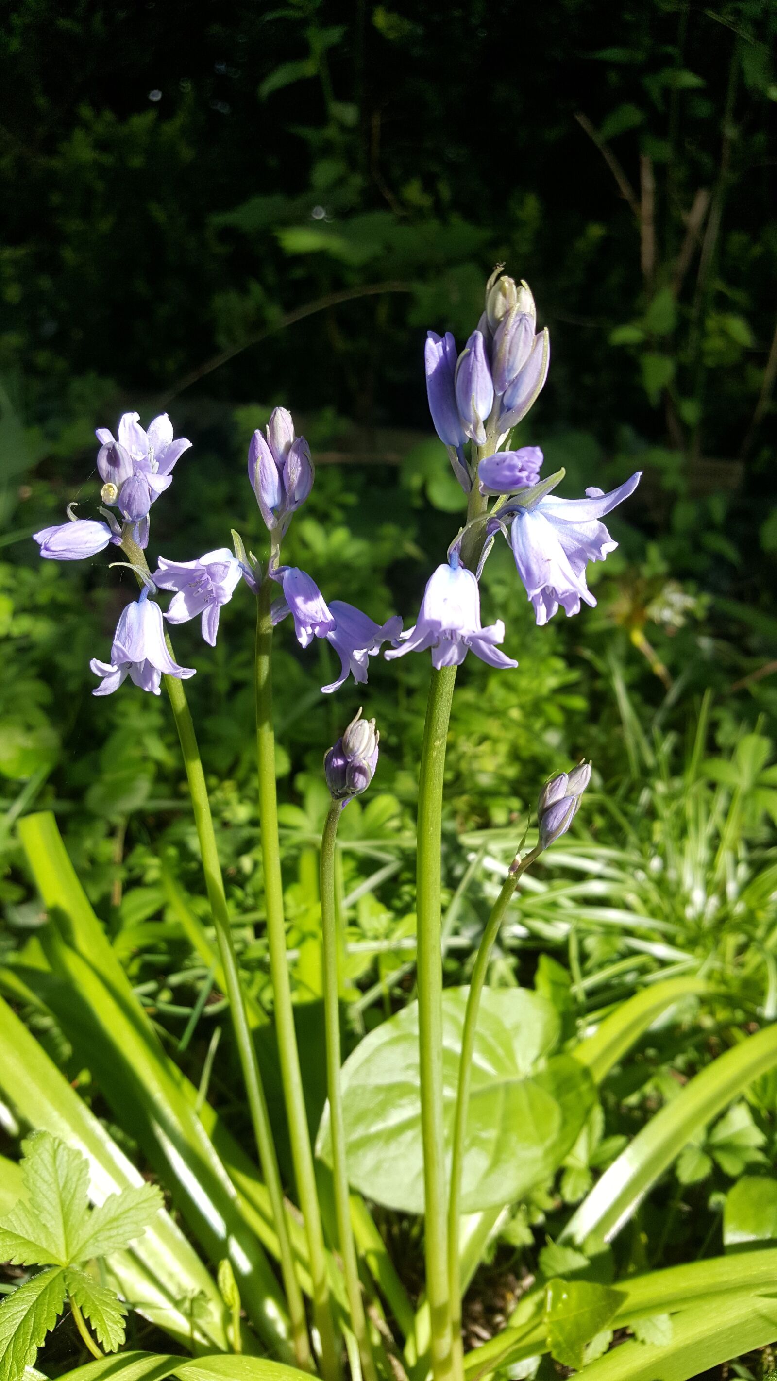 Samsung Galaxy S6 sample photo. Flower, spring, blue photography