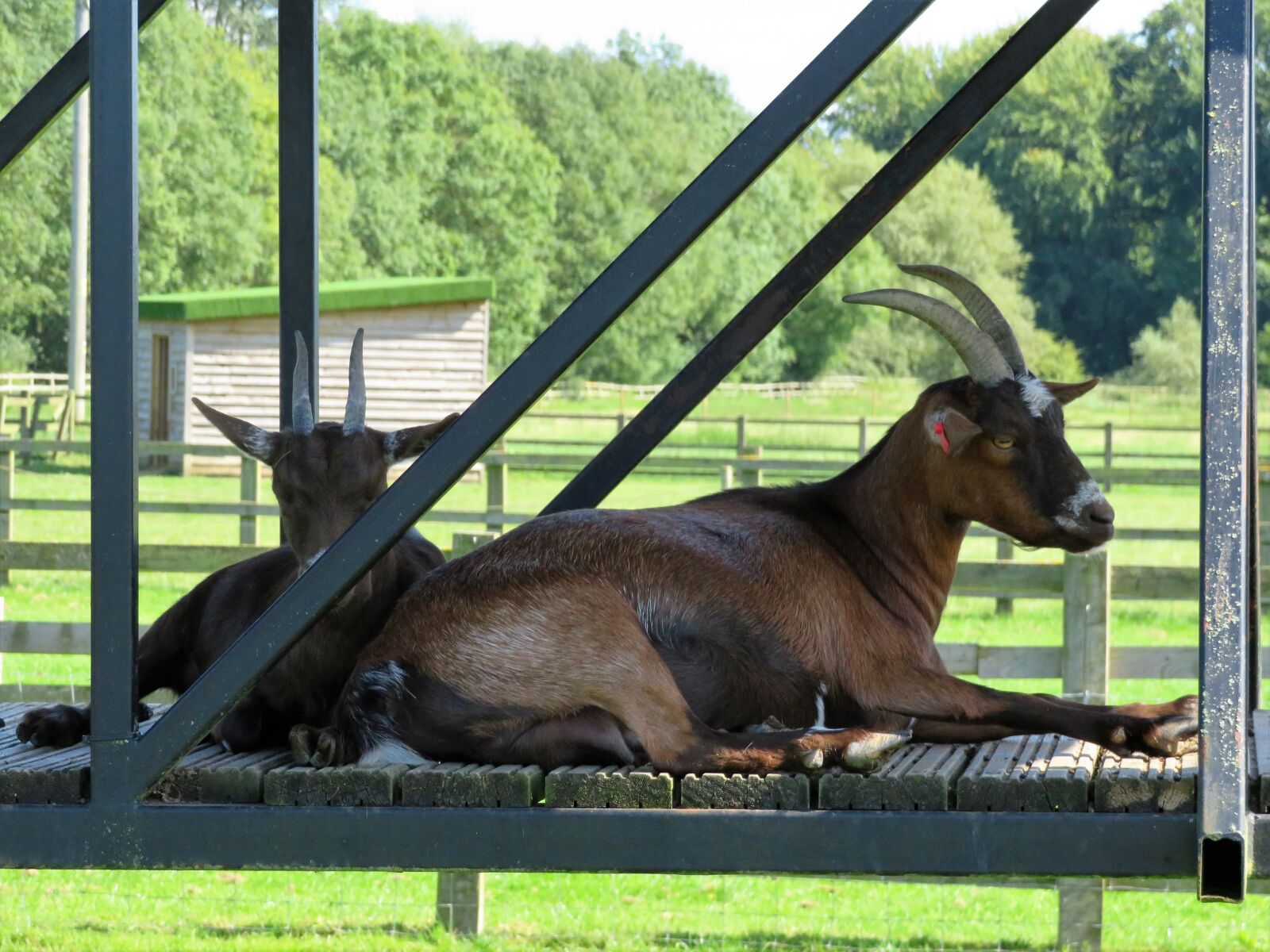 Canon PowerShot SX540 HS sample photo. Goat, brown, farm photography
