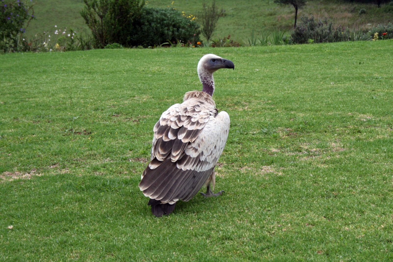 Canon EOS 400D (EOS Digital Rebel XTi / EOS Kiss Digital X) sample photo. Vulture, bird, wild bird photography