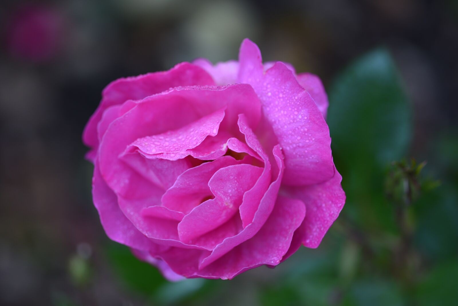 Nikon D750 sample photo. Pink, rose, flower photography