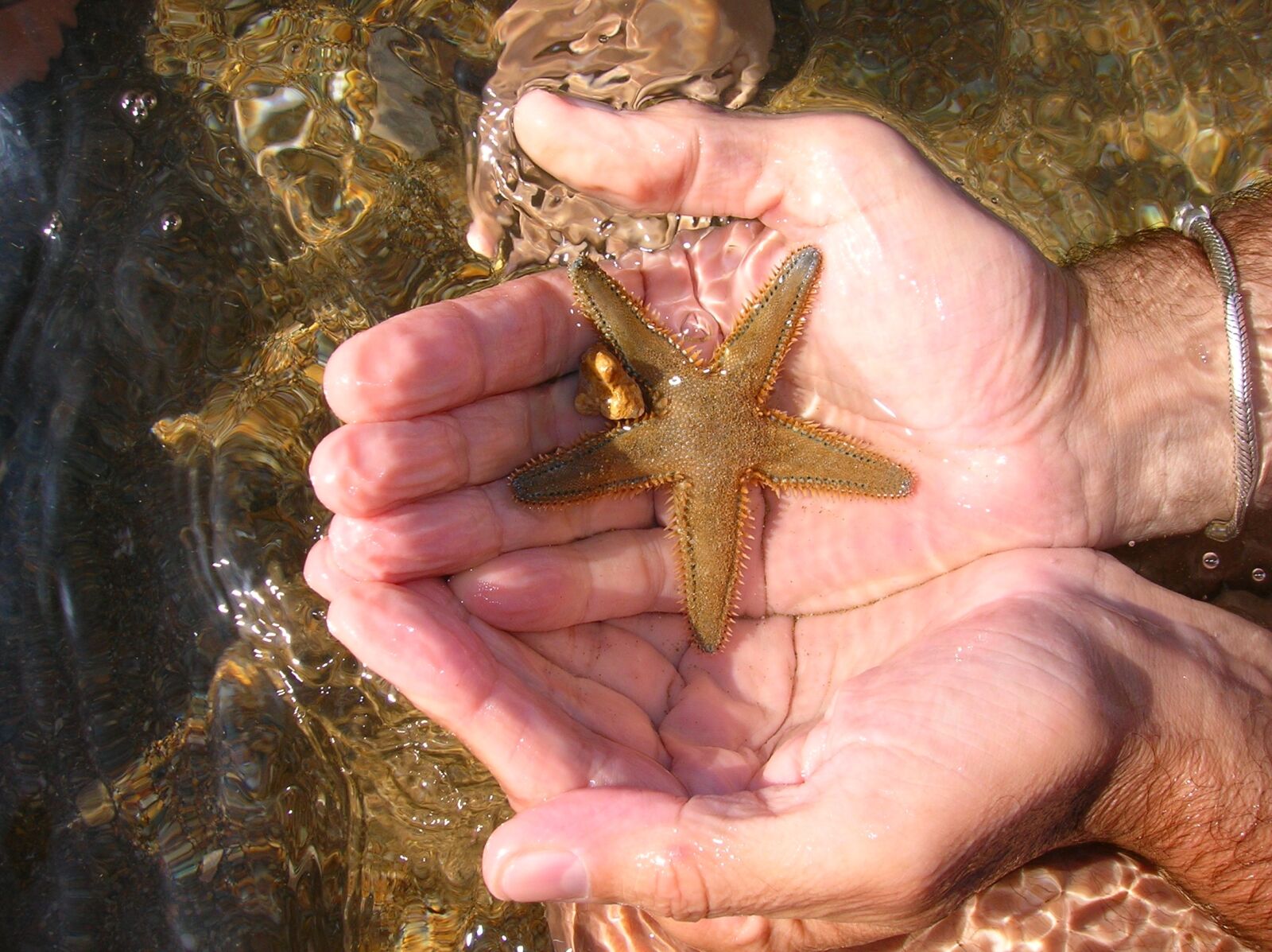 Nikon E4600 sample photo. Sea, starfish, water photography