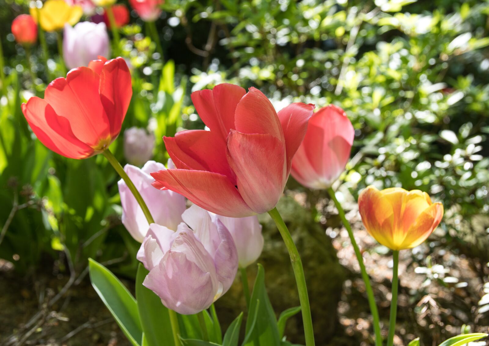 Canon EOS 80D sample photo. Tulips, flowers, spring photography
