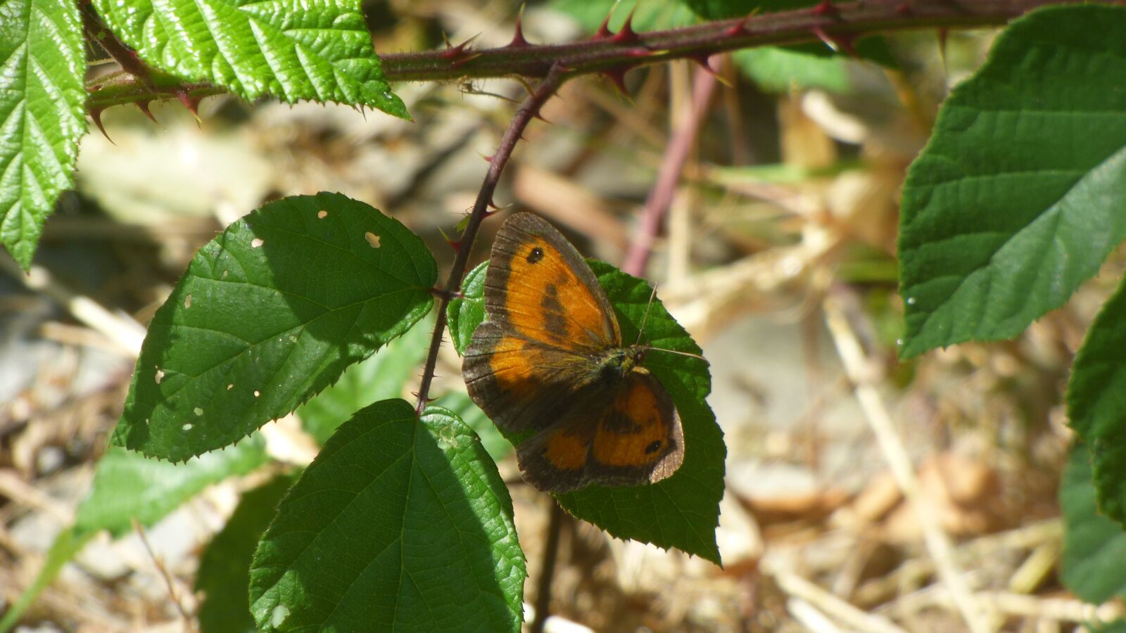 Panasonic DMC-FZ72 sample photo. Butterfly, insecta, mariposa photography