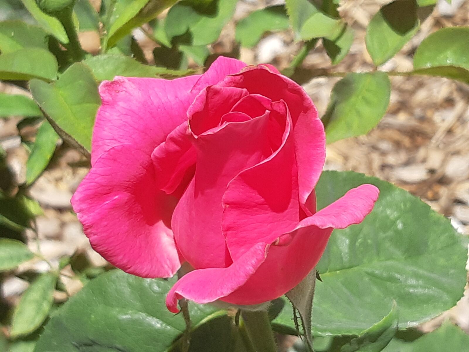 Samsung Galaxy A8(2018) sample photo. Pink, roses, spring photography