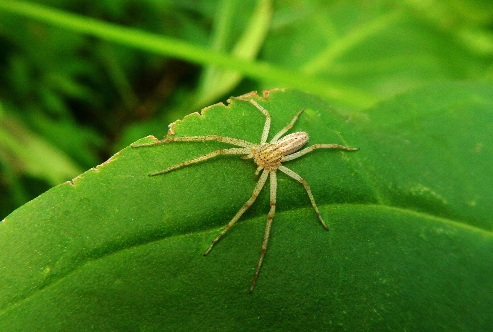 Nikon Coolpix AW110 sample photo. Spider, web, tarantula photography