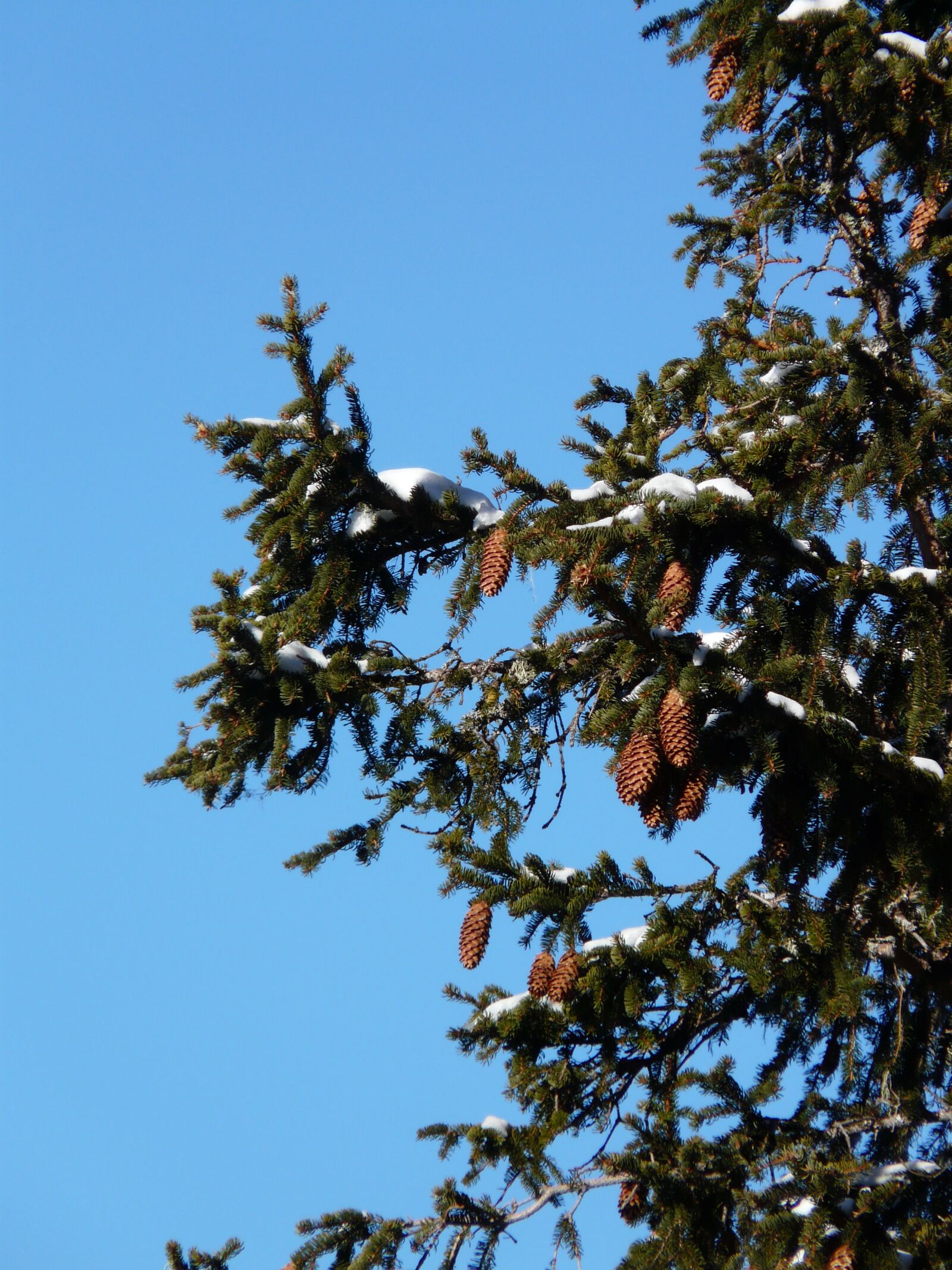 Panasonic DMC-FZ18 sample photo. Tap, pine cones, spruce photography
