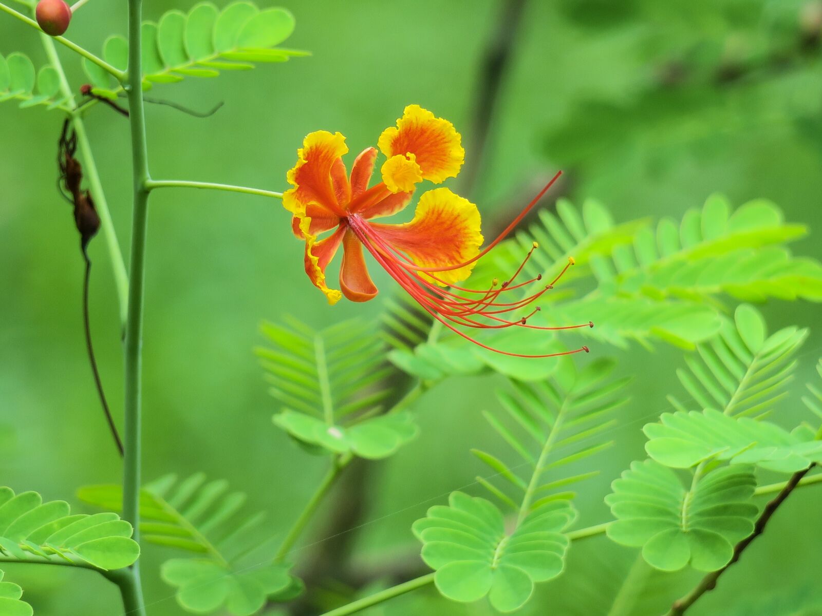 Canon PowerShot G3 X sample photo. Hong kong, plant, petal photography