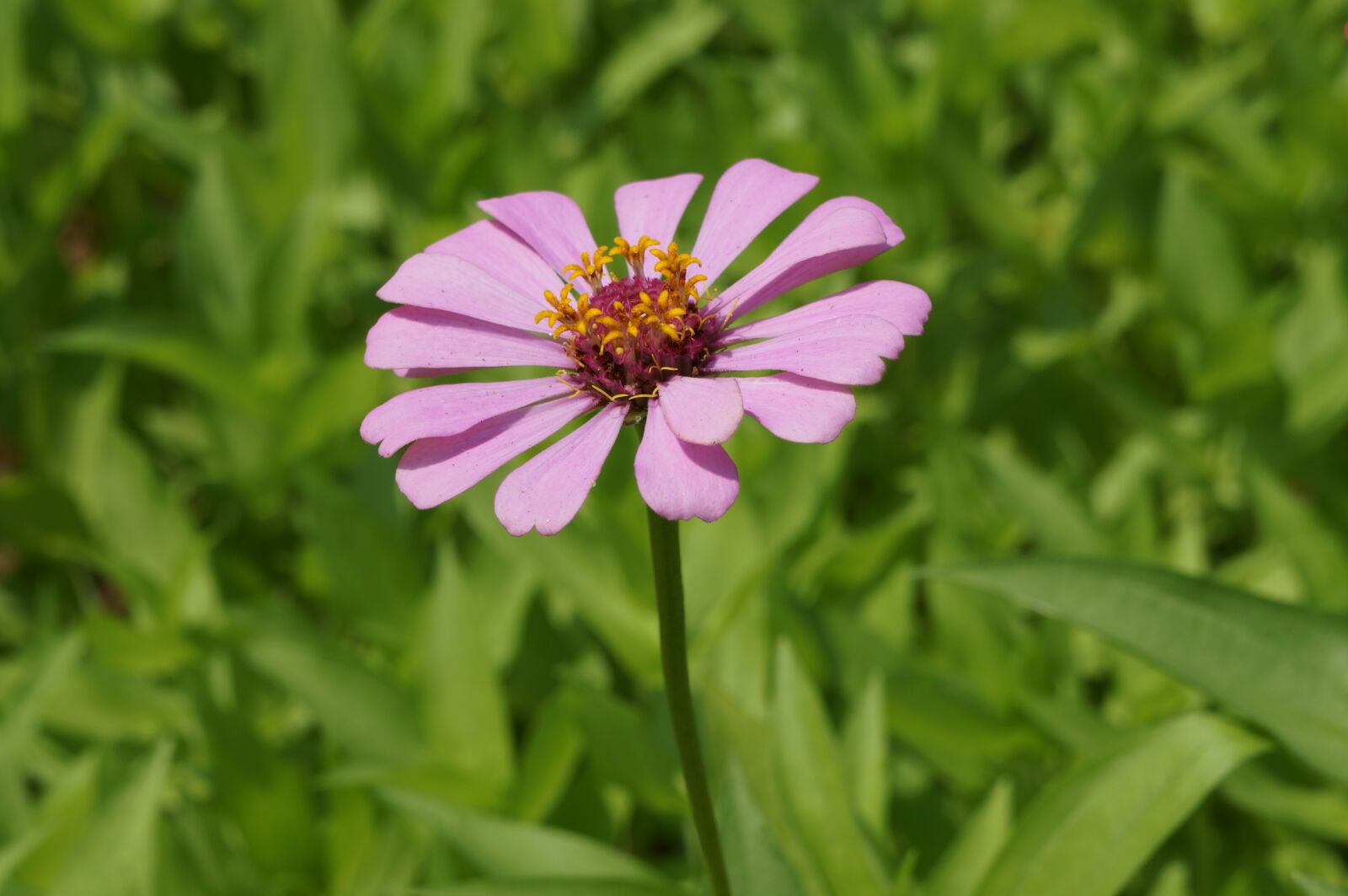 Sony Alpha NEX-5R sample photo. Flower, flowers, pink photography