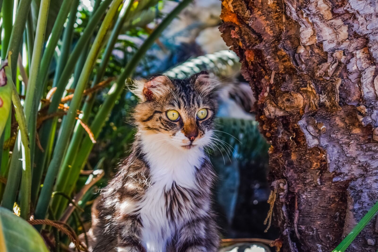 Nikon D3300 sample photo. Cat, stray, eyes photography
