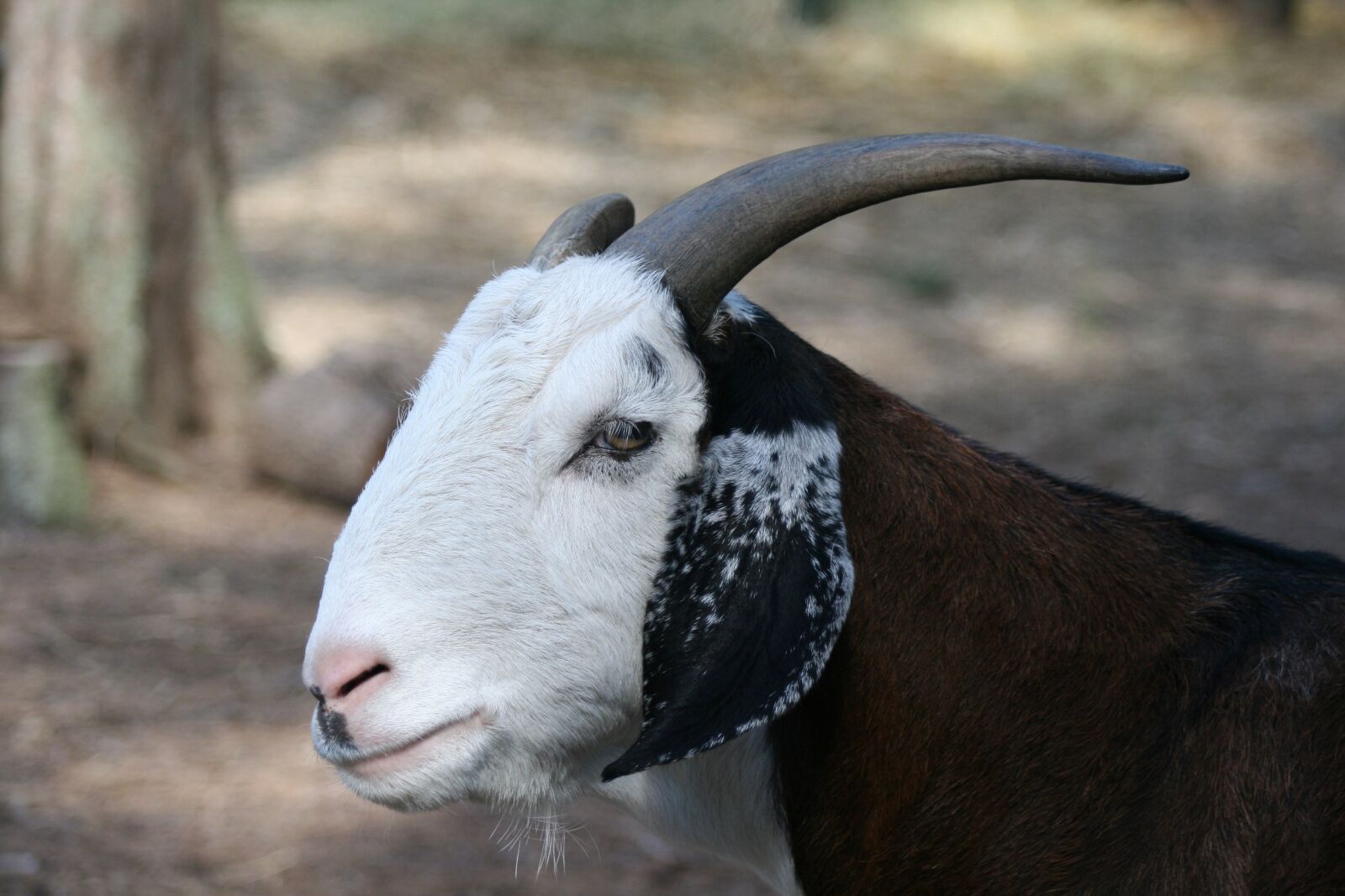 Canon EOS 400D (EOS Digital Rebel XTi / EOS Kiss Digital X) sample photo. Goat, animal, farm photography