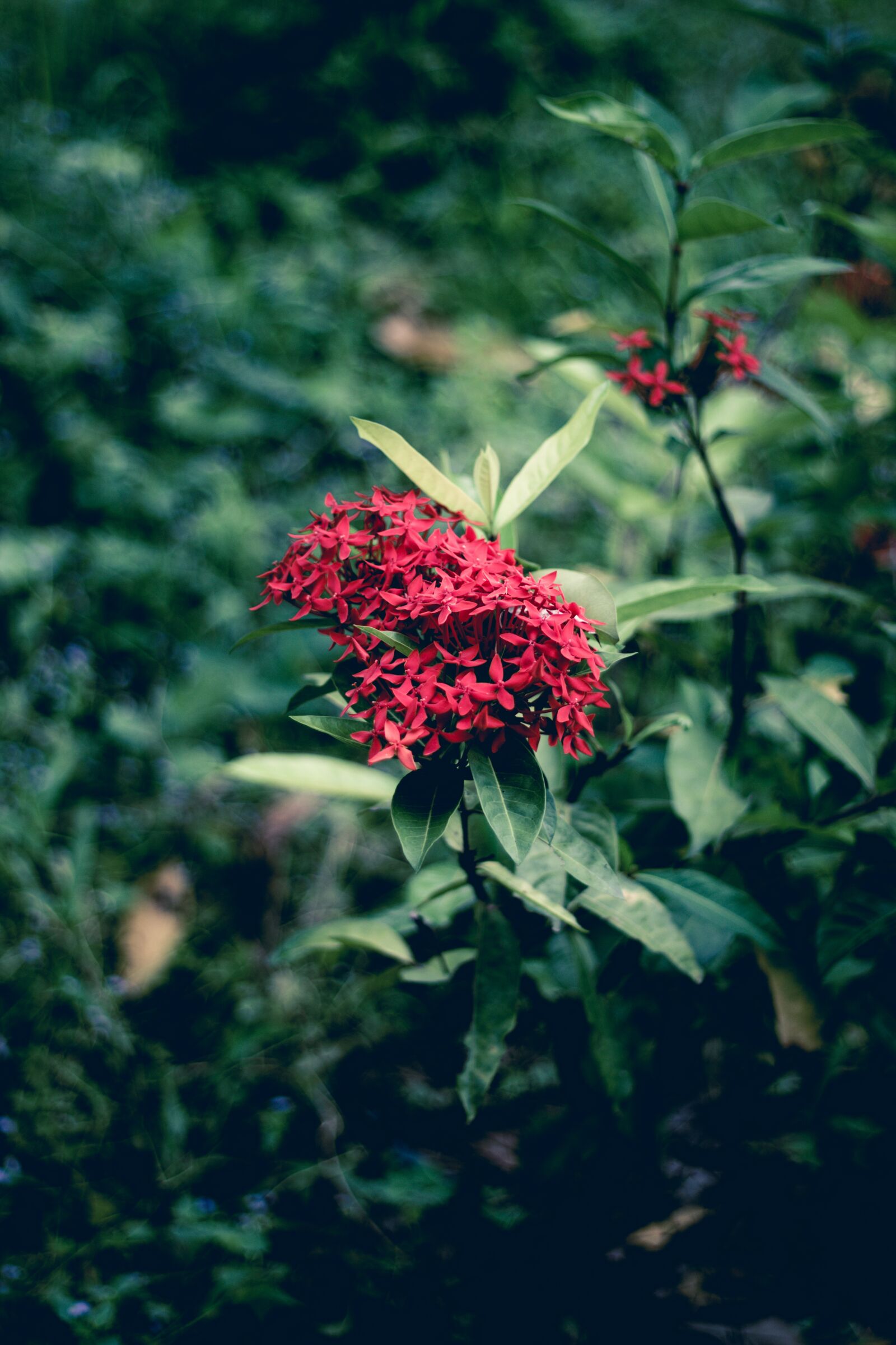 Canon EOS 700D (EOS Rebel T5i / EOS Kiss X7i) + Canon EF 50mm F1.8 STM sample photo. Flowers, beautiful, bloom photography