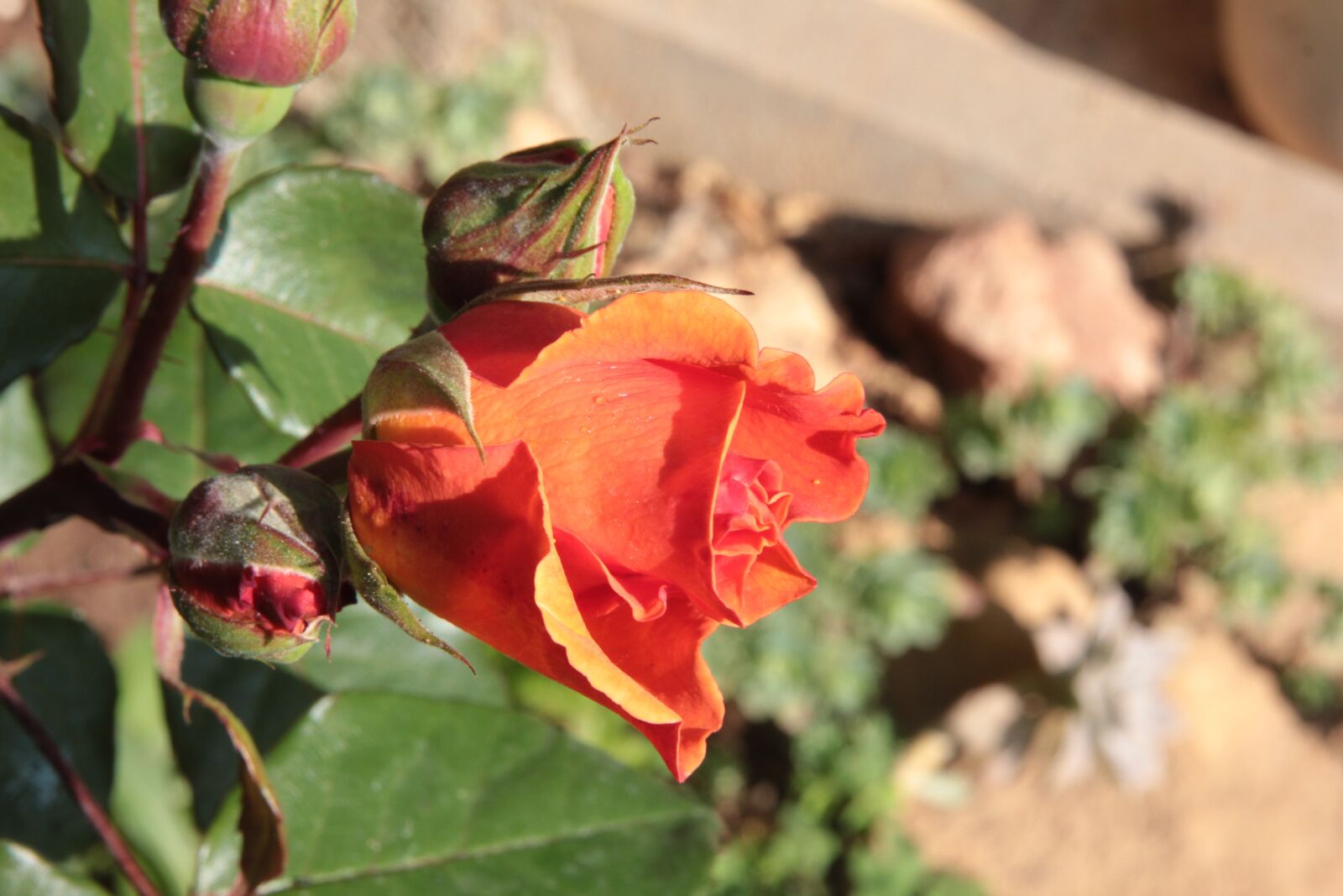 Canon EOS 550D (EOS Rebel T2i / EOS Kiss X4) sample photo. Rose, orange, flower photography