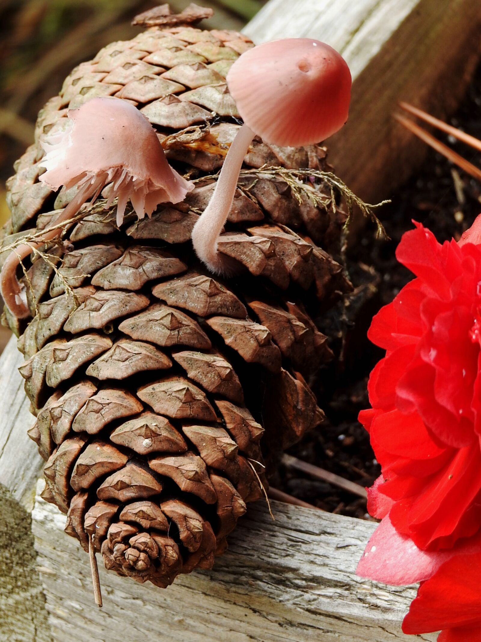 Nikon Coolpix P900 sample photo. Mushrooms, pinecone, nature photography