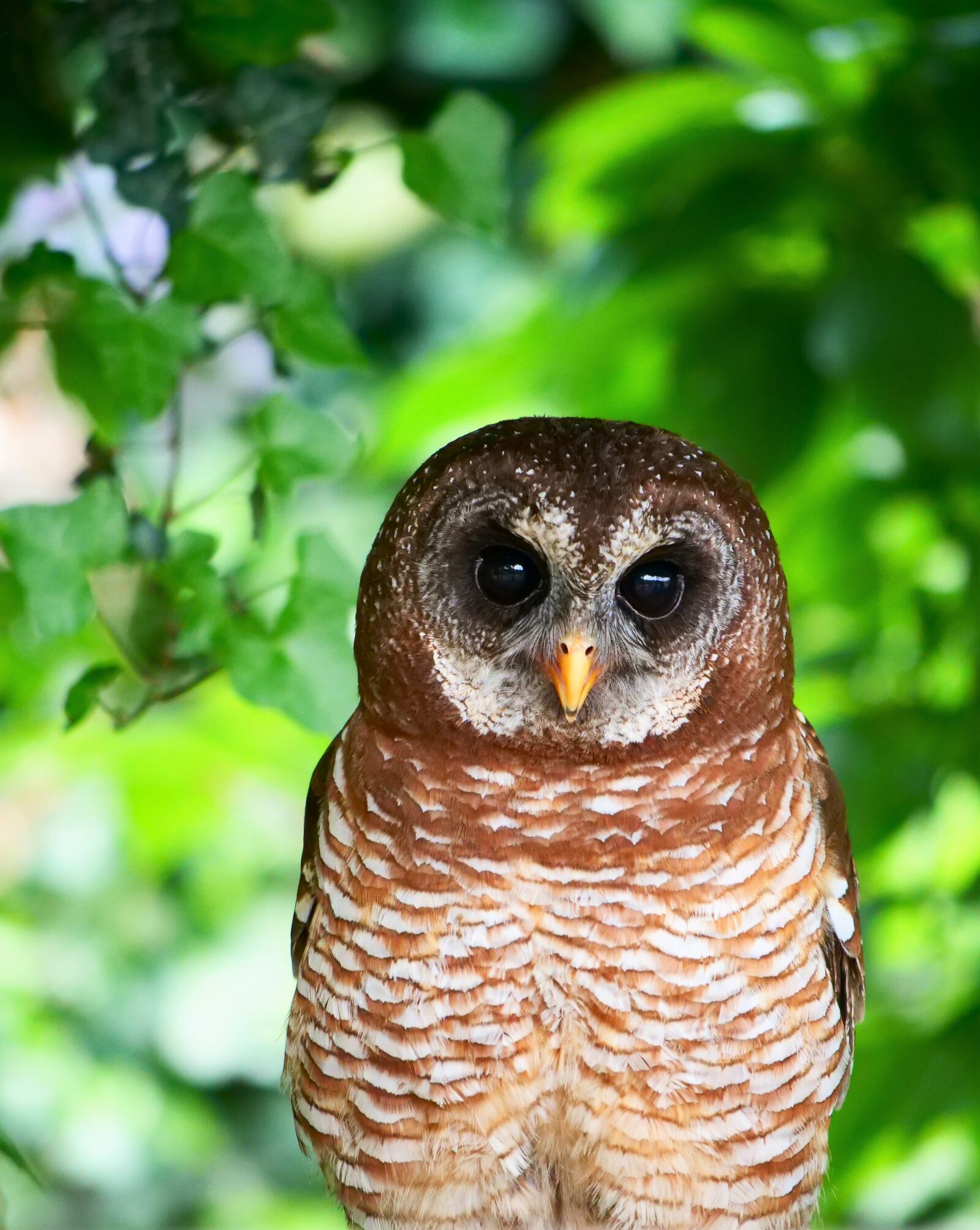 Panasonic Lumix DC-G9 sample photo. Owl, african wood owl photography