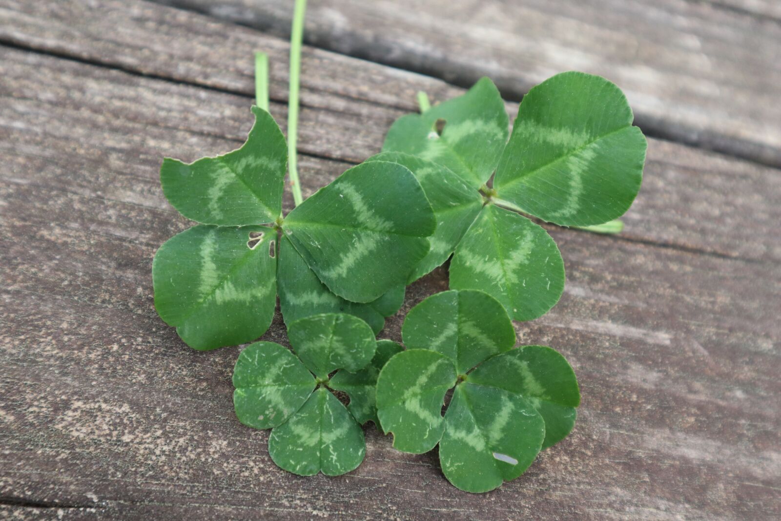 Canon EF-M 15-45mm F3.5-6.3 IS STM sample photo. Luck, clover, four-leaf photography