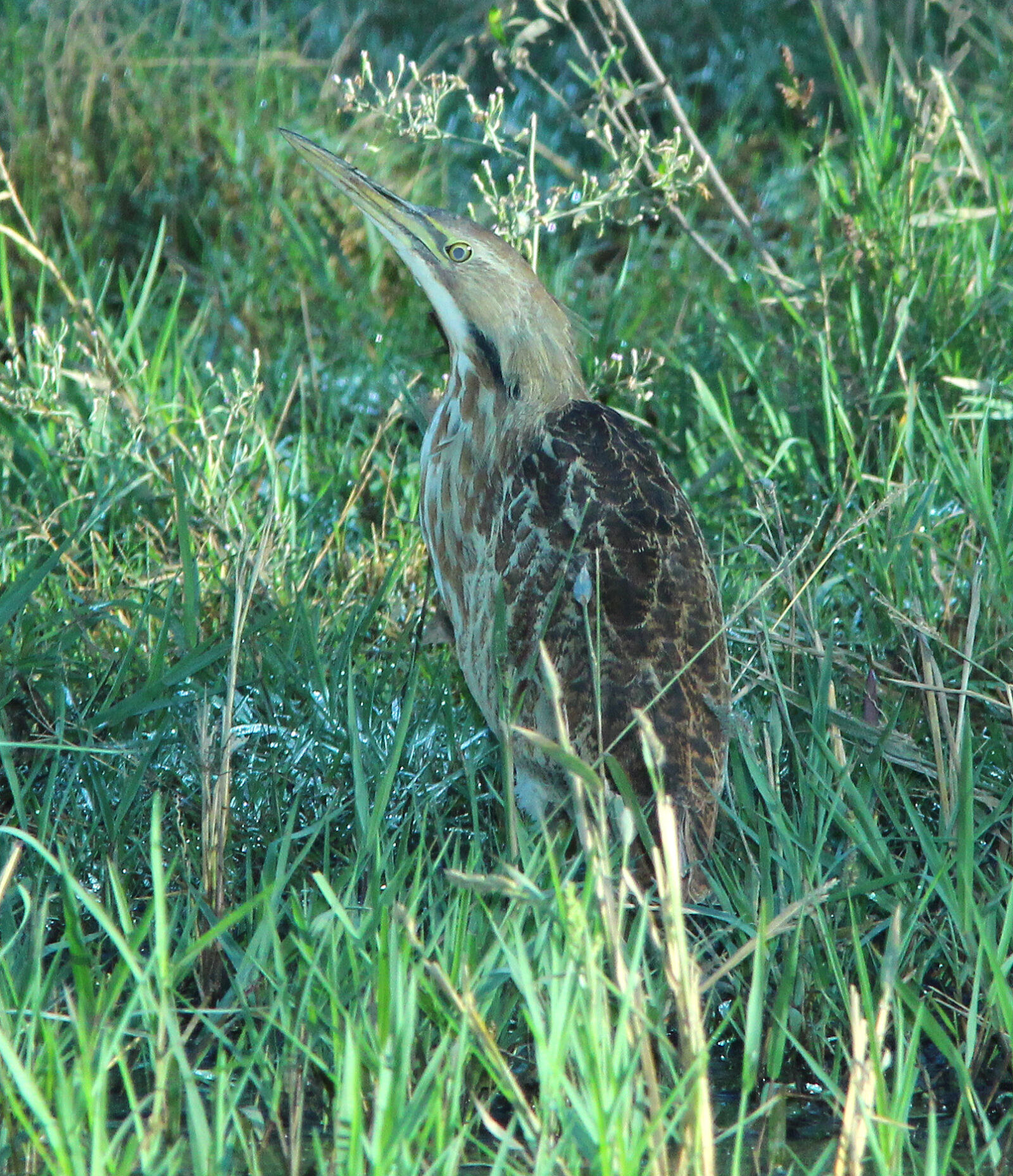 Canon EF 300mm F4L IS USM sample photo