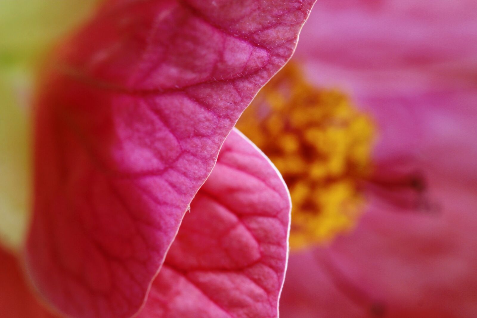 Canon EOS D60 sample photo. Flower, hibiscus, pink photography