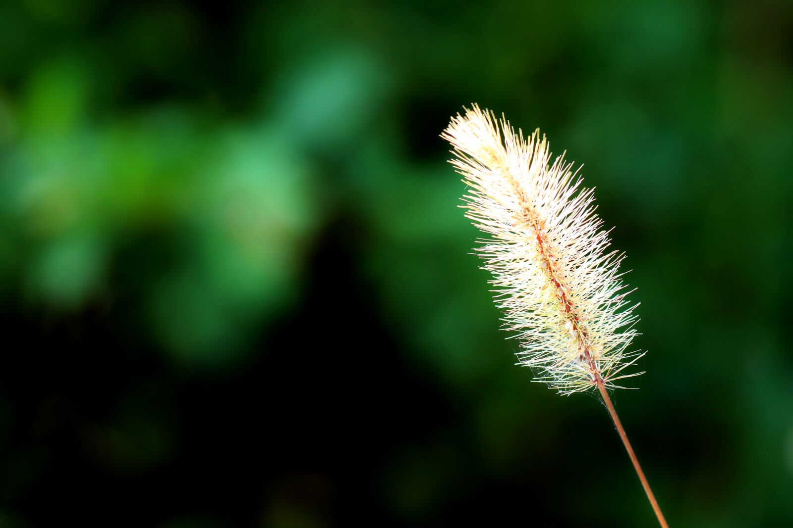 Canon EF 100mm F2.8L Macro IS USM sample photo. Foxtail, green foxtail, nature photography