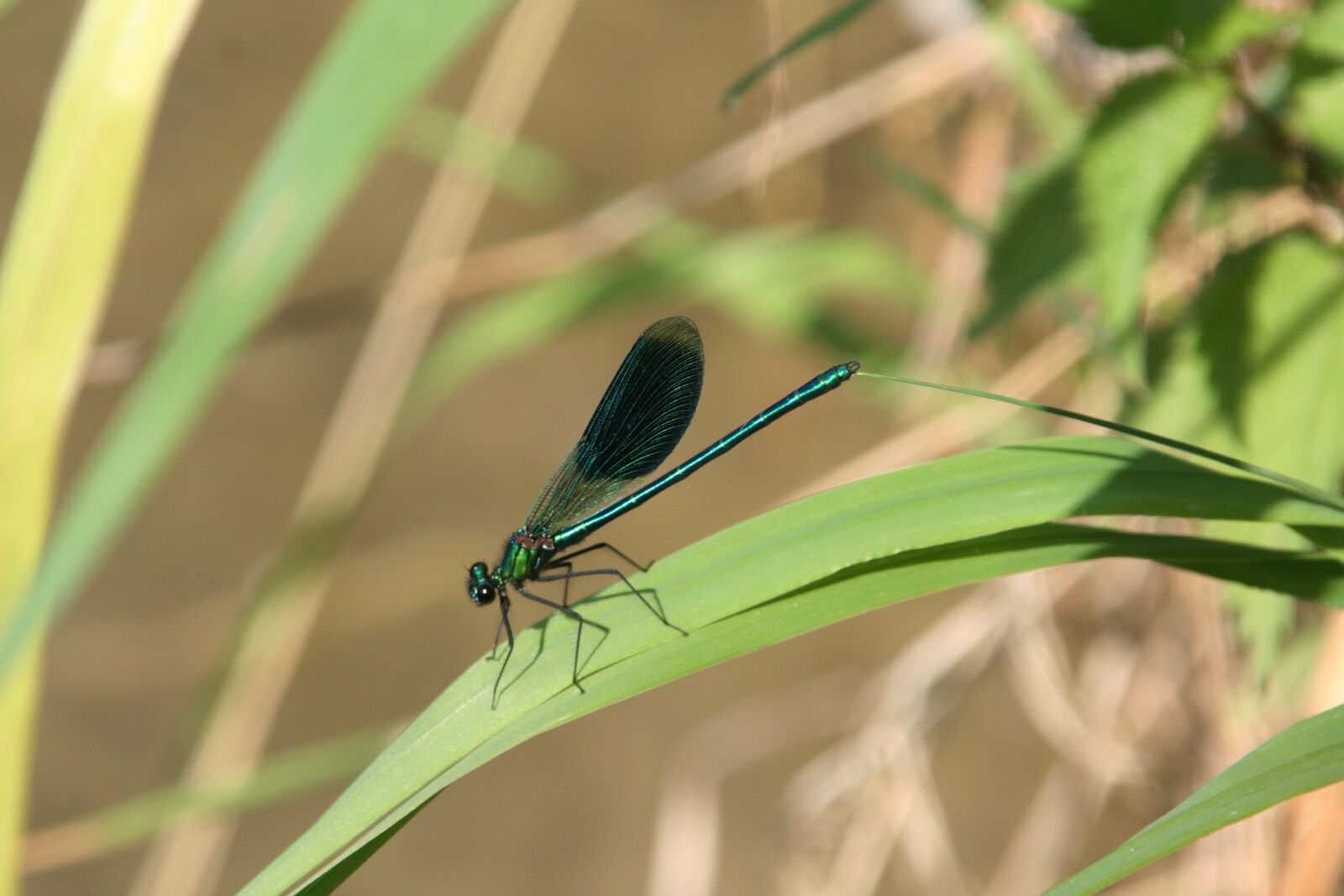 Canon EOS 350D (EOS Digital Rebel XT / EOS Kiss Digital N) sample photo. Dragonfly, wings, insect photography
