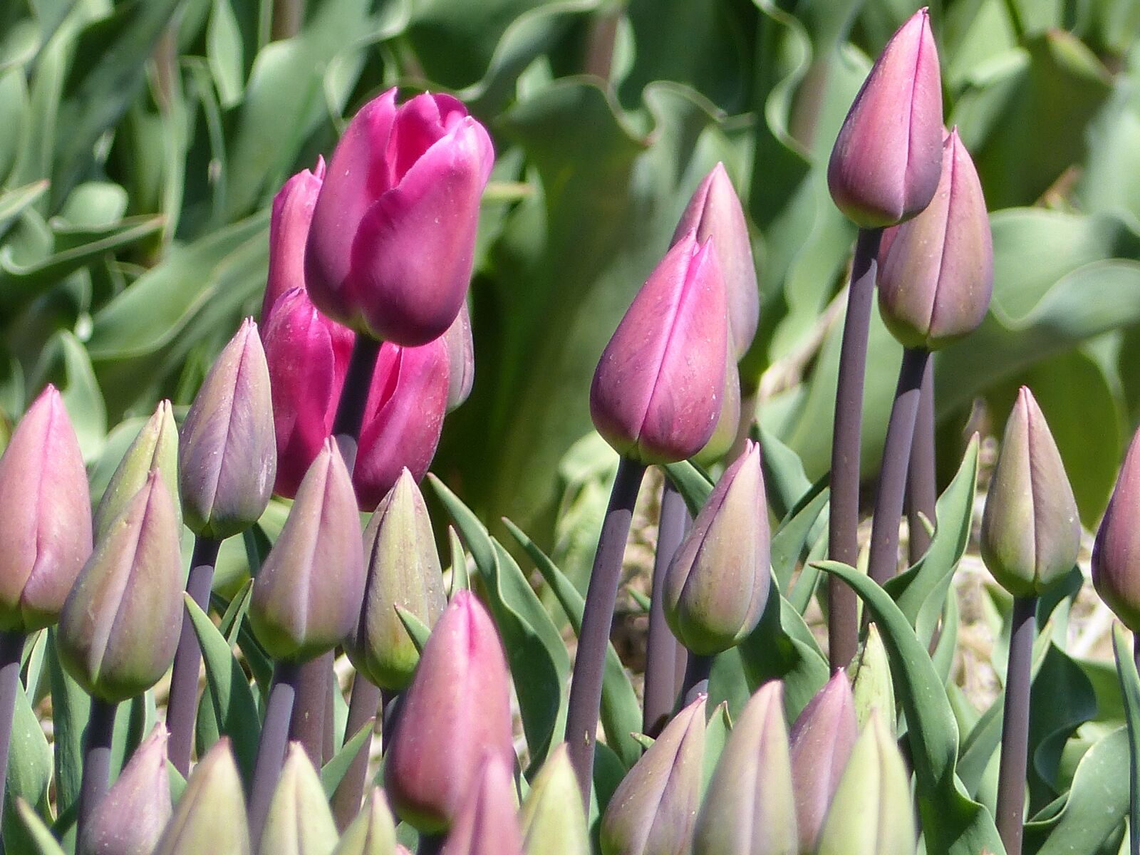 Panasonic Lumix DMC-FZ200 sample photo. Tulips, close up, pink photography