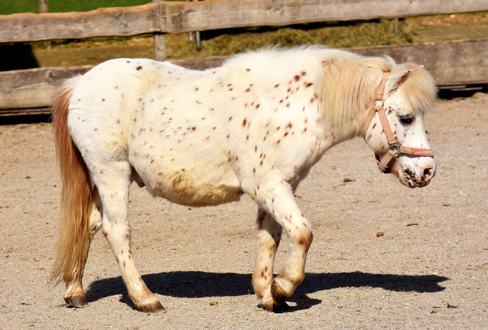 Nikon D7200 sample photo. Pony, horse, white photography
